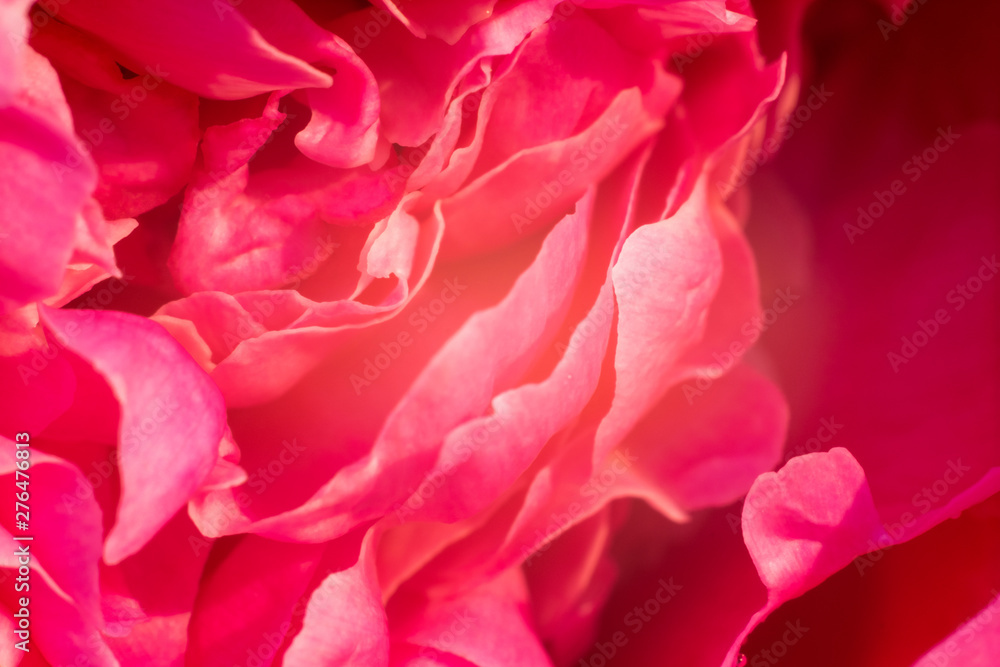 Gentle pink background from a variety of flower petals.