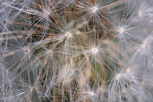 Abstract pattern of dandelion air seeds.