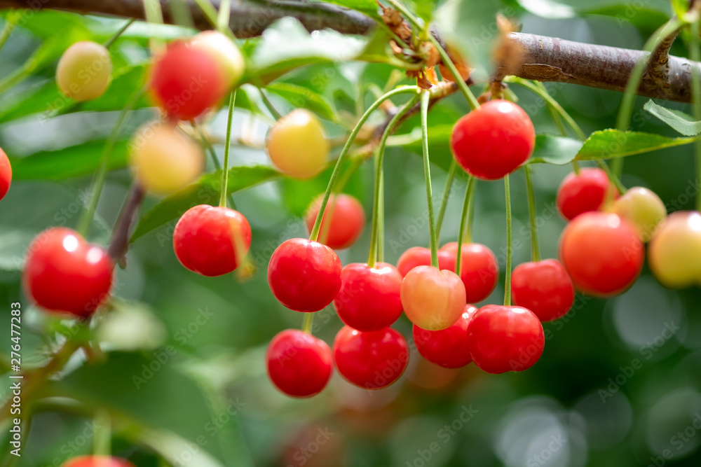 New red ripe cherries grown on branch New red ripe cherries grown on branch
