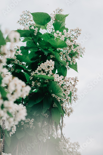 Blooming tree with white small flowers, catalpa natural pattern. Natural background.