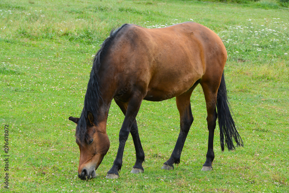 Obraz premium Cheval