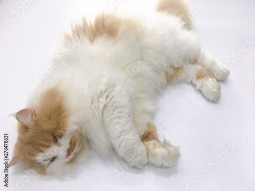 Sleeping kitten on white background © Nichaphat