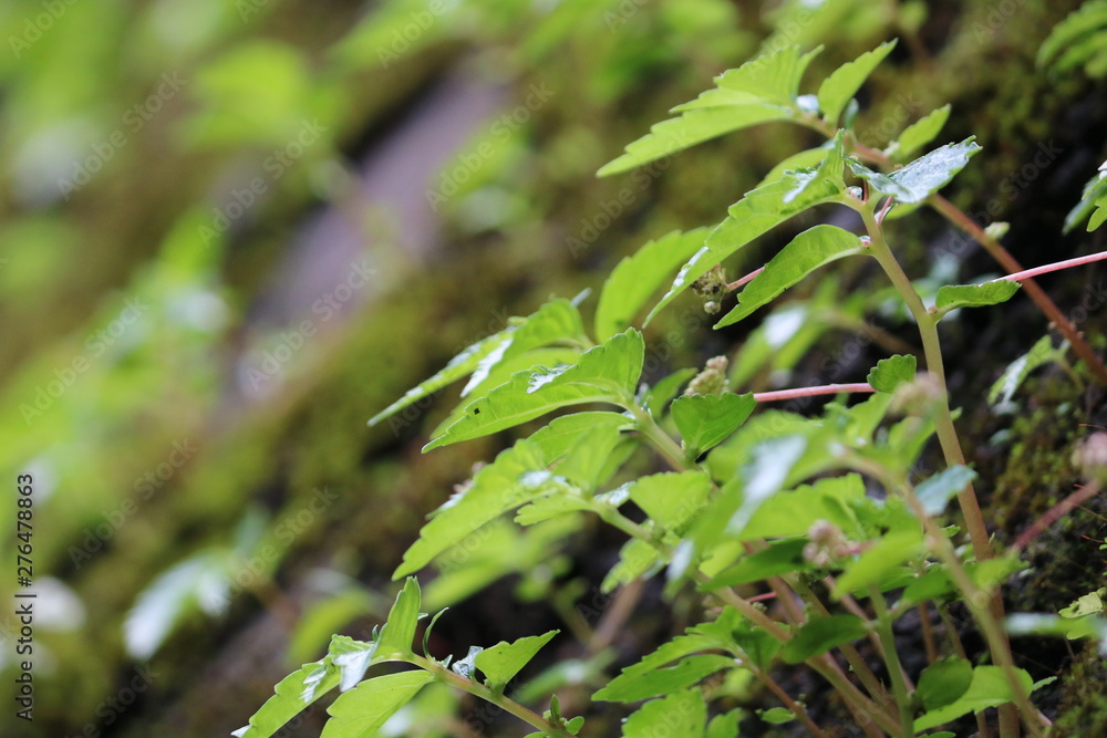 Fototapeta premium green plants in the garden