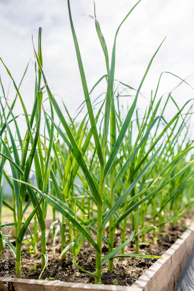 Fototapeta premium Raised garden bed with green garlic leaves showing from the ground