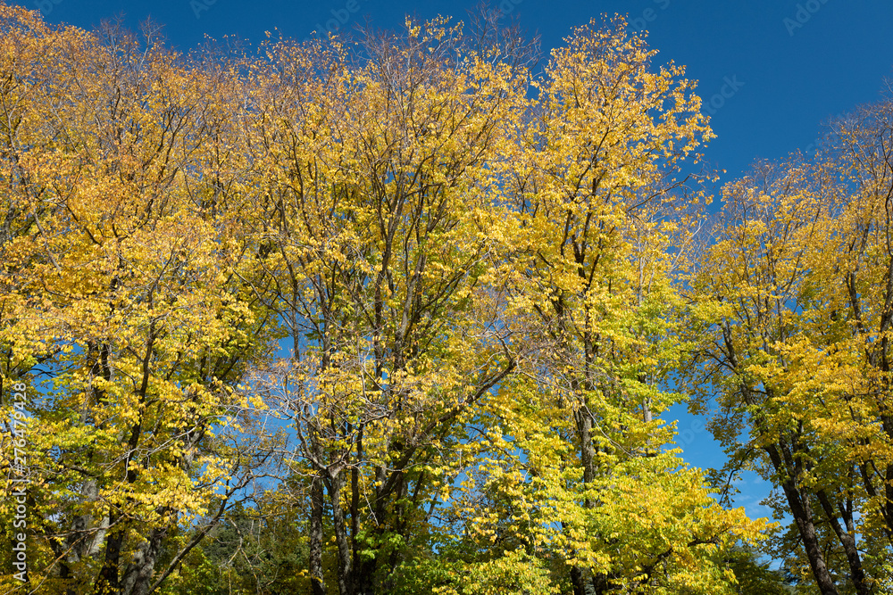 Autumn tress Autumn tress