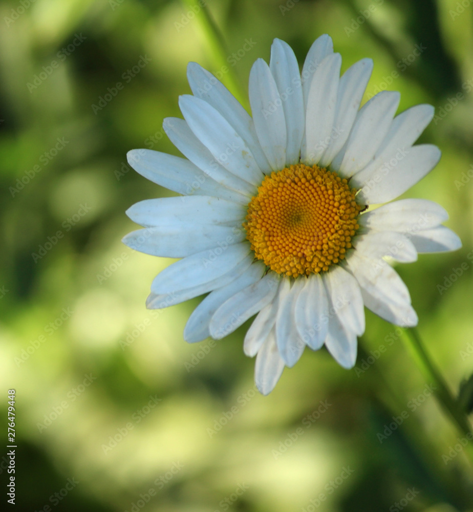 Fototapeta premium yellow flower on green background