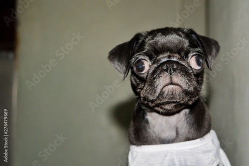 Fotografi cute picture of pugs
