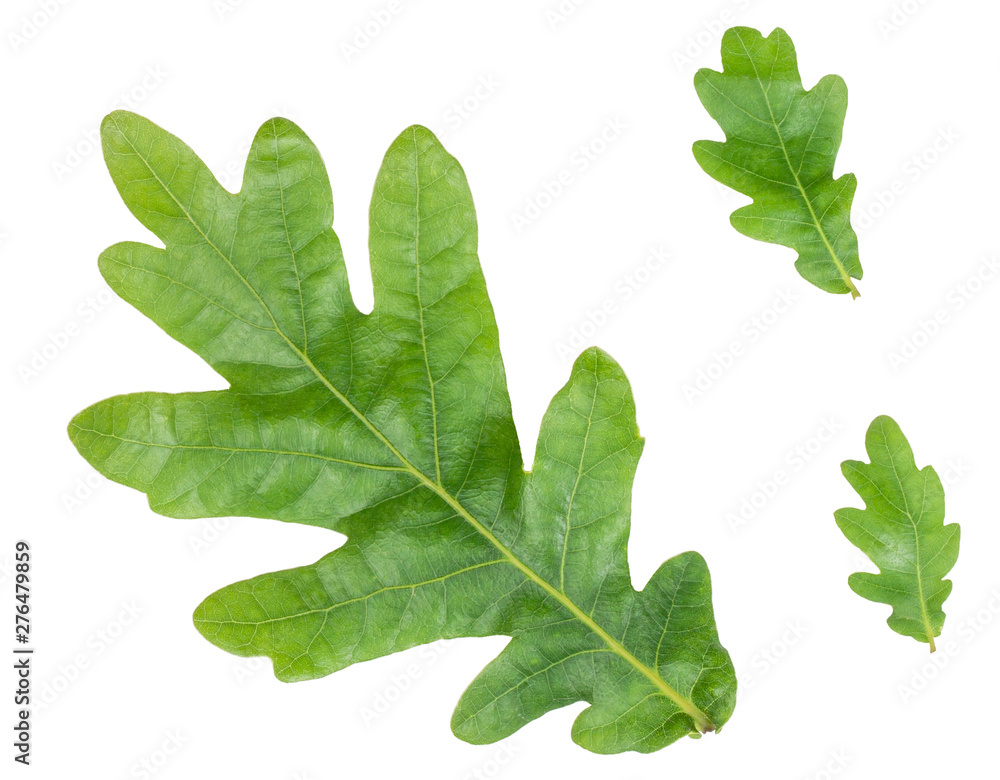Oak leaves isolated on white, top view Oak leaves isolated on white, top view