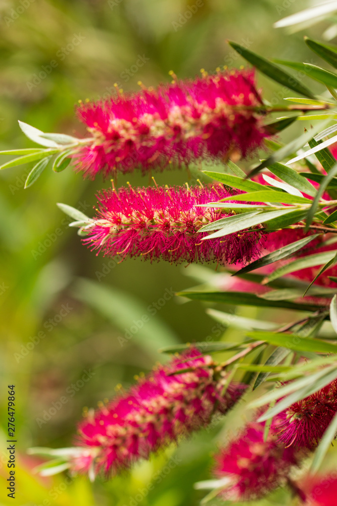 red fluffy flowers on a branch red fluffy flowers on a branch