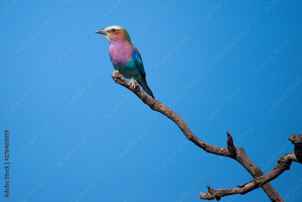 Fototapeta premium a Lilac Breasted Roller sitting in the sun on a dead tree