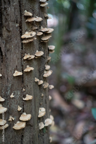 Closeup of ushroom on the tree over blurred forest background