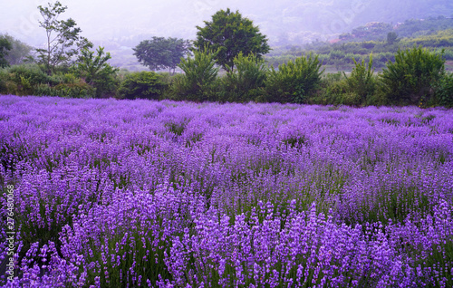 보라색 라벤더 꽃이 만개한 풍경