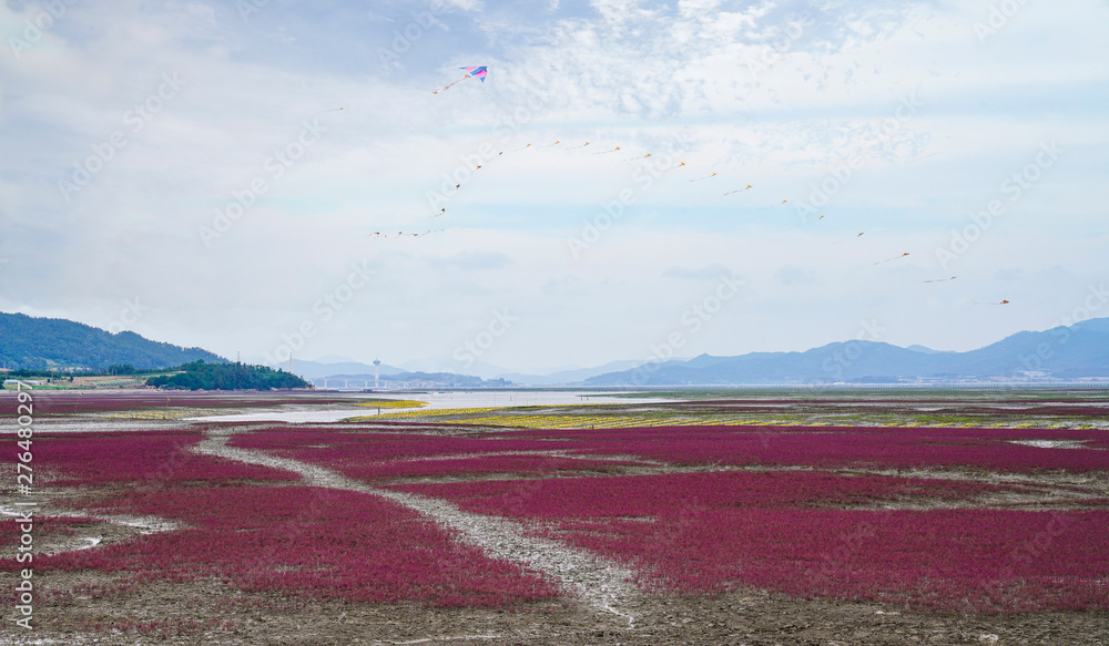 Obraz premium 썰물때 나타나는 칠면초