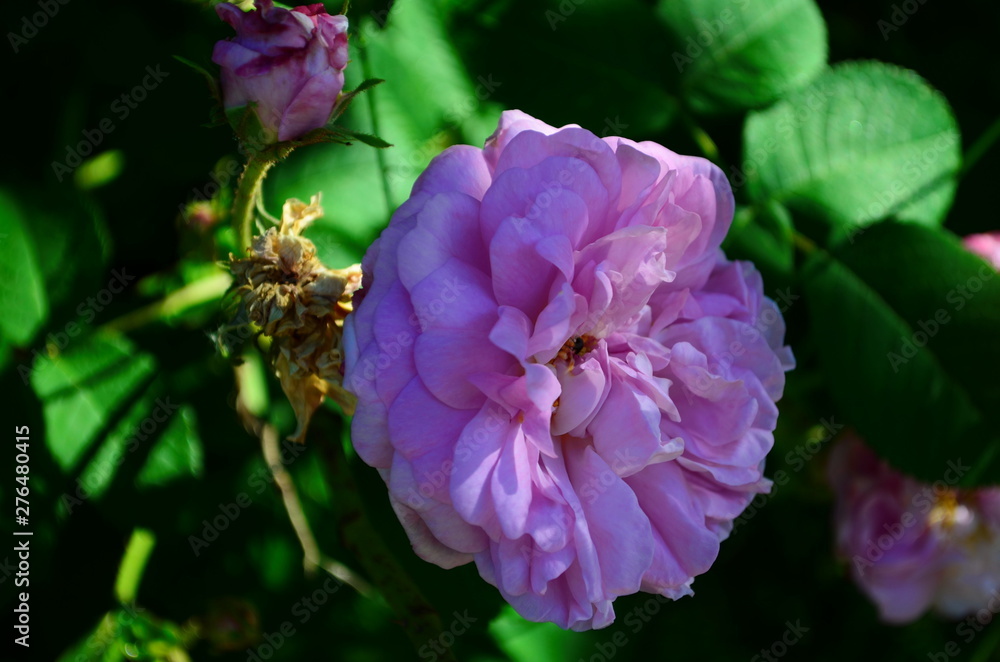beautiful delicate pink rose in the garden