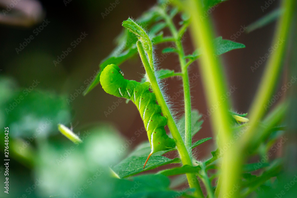 Obraz premium Tobacco Hornworm Munching on Young Tomato Plant