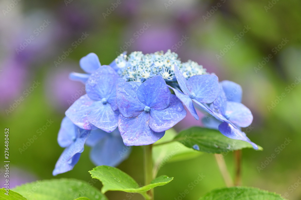 紫陽花 紫陽花