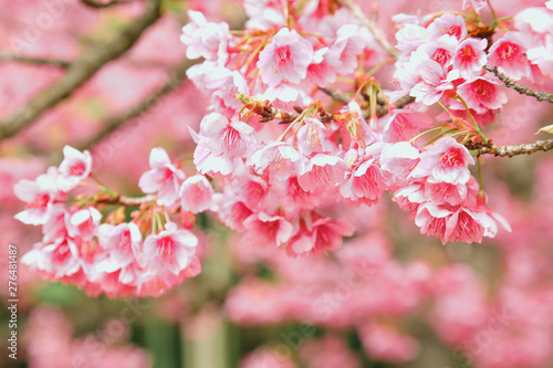 Vintage sakura or cherry blossom