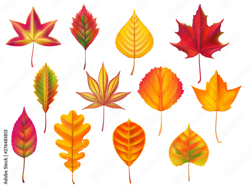 Autumn leaves. Fallen leaf, dry fall leafy litter and falling october nature leaves. October halloween autumnal fall, gold september forest leaf or november trees foliage. Isolated vector icons set