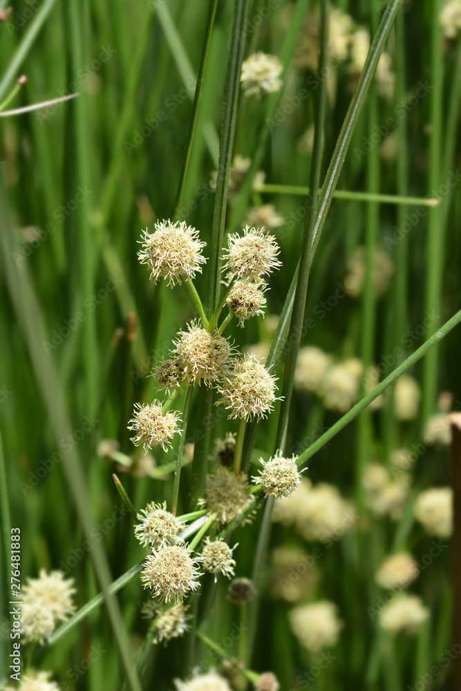 Obraz premium Clustered clubrush white flowers - Latin name - Scirpoides holoschoenus