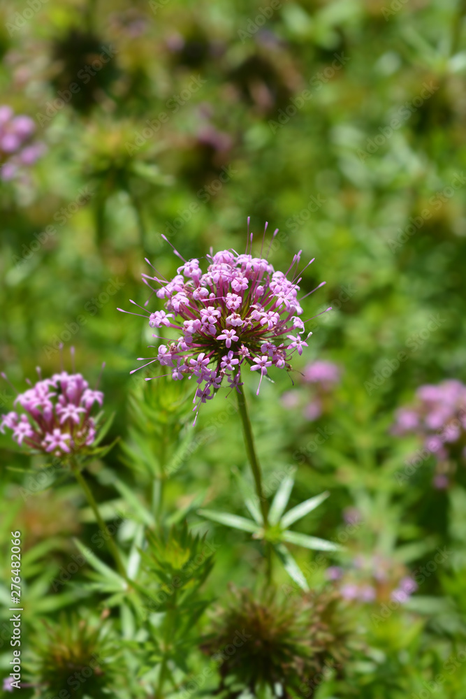 Caucasian crosswort pink flower - Latin name - Phuopsis stylosa Caucasian crosswort pink flower - Latin name - Phuopsis stylosa