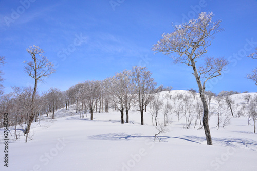 快晴の雪原と輝く霧氷 © tqmnk924