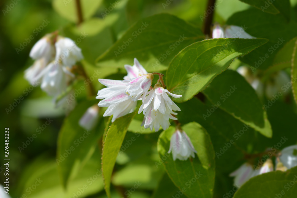 Deutzia hybrid white and pink flowers - Latin name - Deutzia x hybrida Deutzia hybrid white and pink flowers - Latin name - Deutzia x hybrida