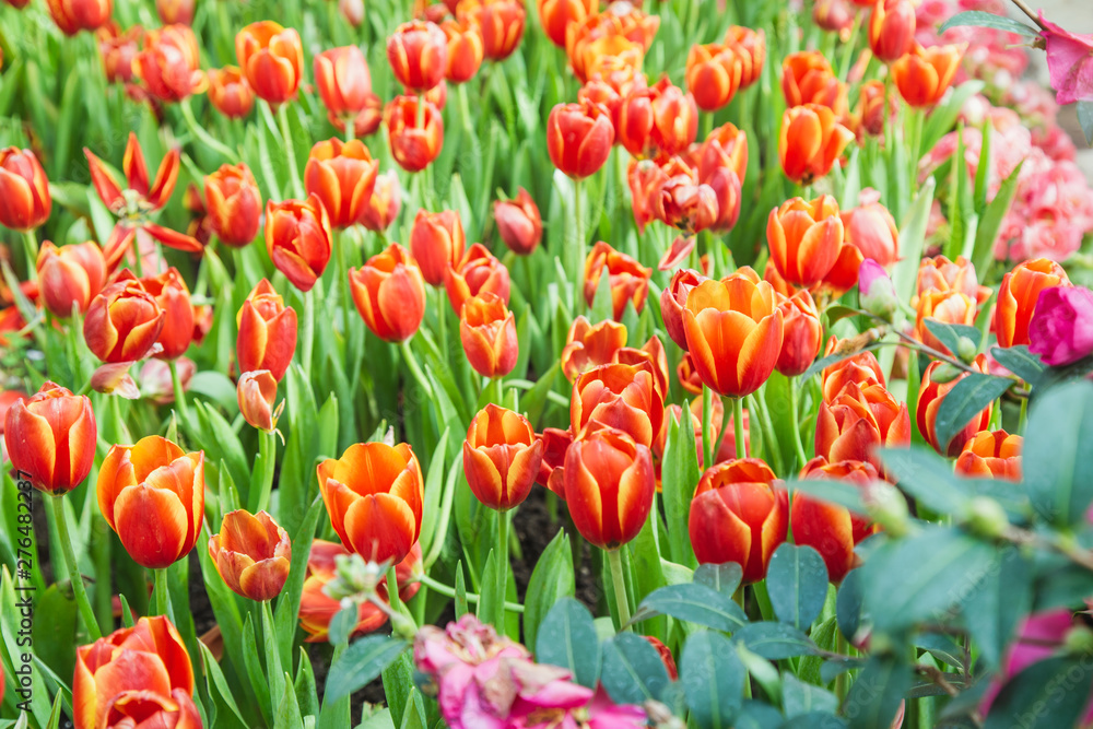 Tulip flowers in garden nature background Tulip flowers in garden nature background
