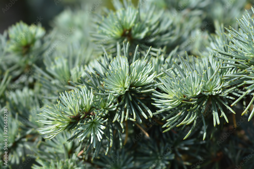 Atlas cedar PonPon - Latin name - Cedrus atlantica Glauca Atlas cedar PonPon - Latin name - Cedrus atlantica Glauca