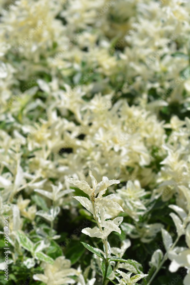 Wintercreeper Harlequin leaves - Latin name - Euonymus fortunei Harlequin