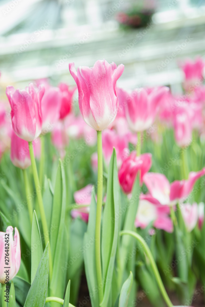 Fototapeta premium Tulip flowers in garden nature background