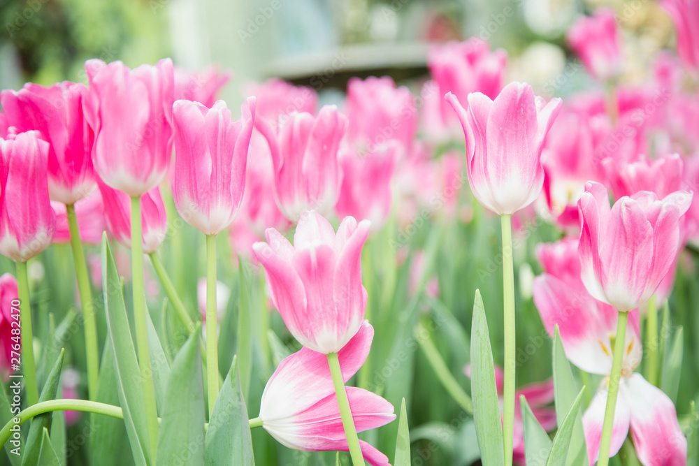 Tulip flowers  in garden nature background