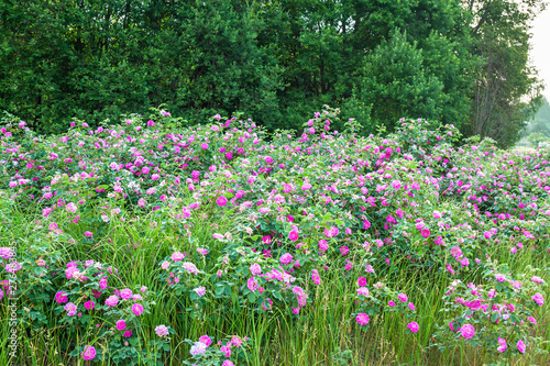 purple flowers rose bushes flowering in garden