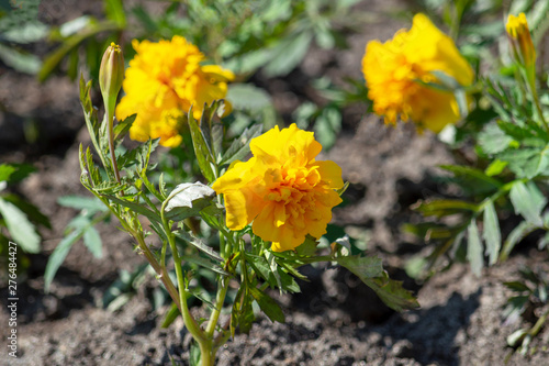 yellow flowers in garden. Selective focus © Николай Глухов