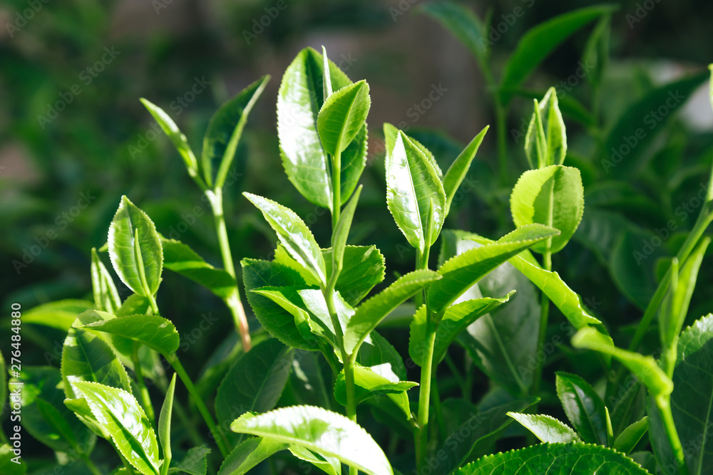 Obraz premium Fresh tea leaves.
