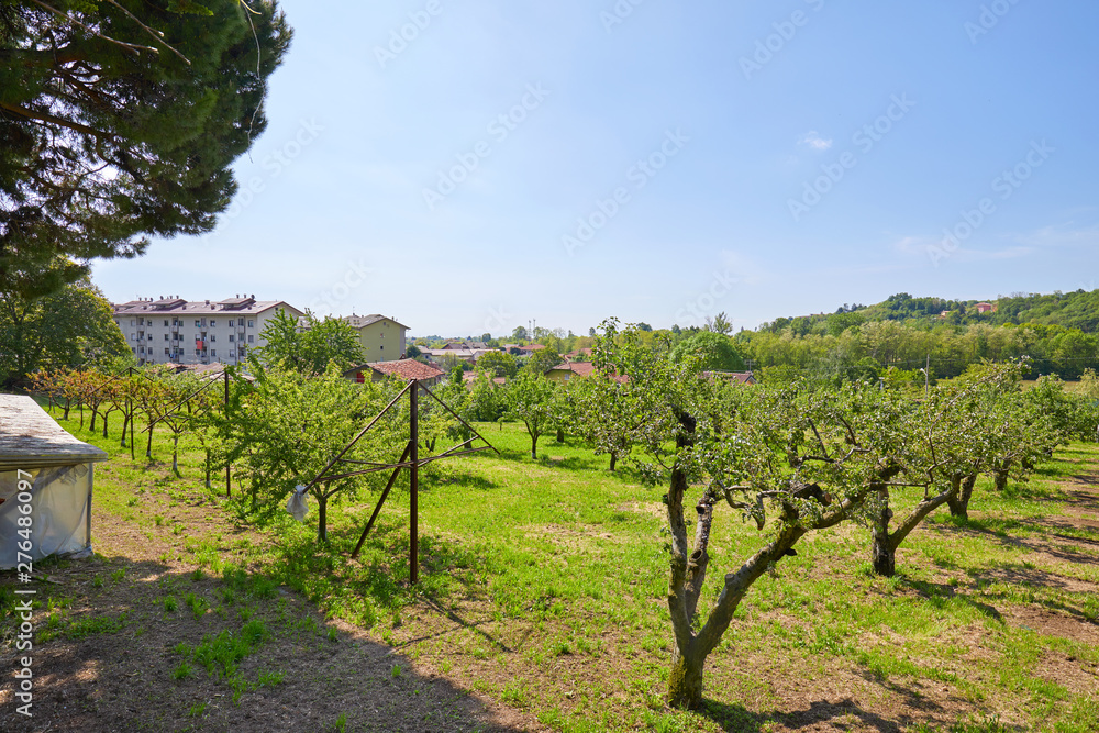 Orchard and green meadow in a sunny summer day, Italy