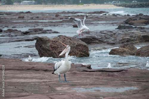 Pelican, Shell Harbour, Kiama, NSW, Australia