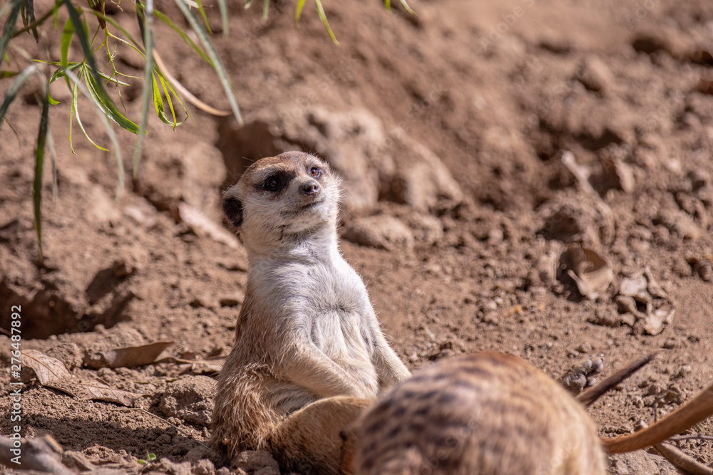 Obraz premium Up close portrait of a meerkat sitting on a back paws looking strait