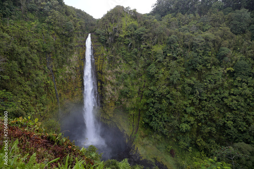 View at Akaka falls at KoleKole stream  Big Island  Hawaii. Stream of water falling from a cliff surrounded by lush tropical forest