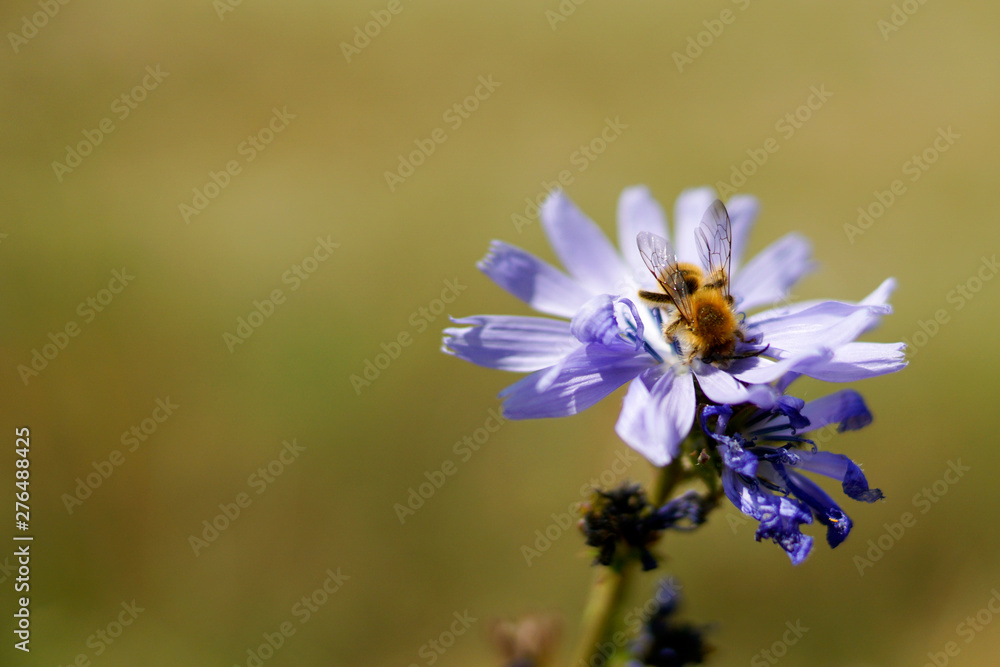 Eine Honigbiene bei der Bestäbung einer Kornblume Eine Honigbiene bei der Bestäbung einer Kornblume