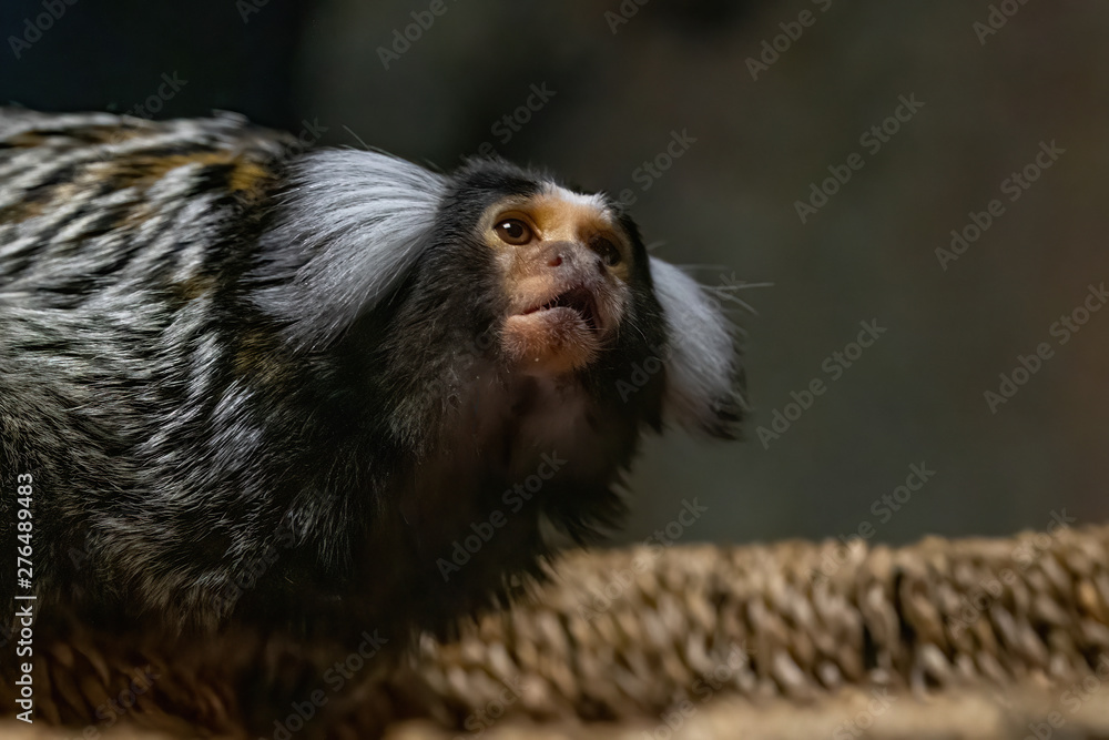 Close up of a common marmoset (Callithrix jacchus) Close up of a common marmoset (Callithrix jacchus)