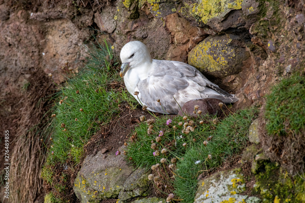 Fulmar Fulmarus glacialis sitting on a cliff preening Fulmar Fulmarus glacialis sitting on a cliff preening
