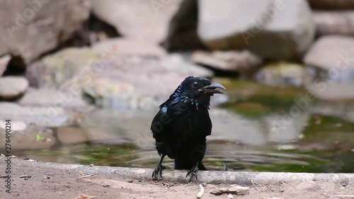 The Hair-crested Drongo or is a bird in Asia from the family Dicruridae which was conspecific with Dicrurus bracteatus or Spangled Drongo in which it can be tricky to differentiate from each other. photo