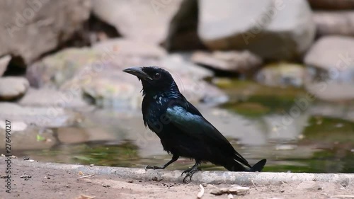 The Hair-crested Drongo or is a bird in Asia from the family Dicruridae which was conspecific with Dicrurus bracteatus or Spangled Drongo in which it can be tricky to differentiate from each other. photo