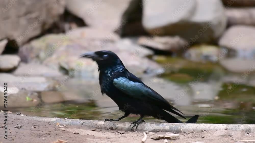 The Hair-crested Drongo or is a bird in Asia from the family Dicruridae which was conspecific with Dicrurus bracteatus or Spangled Drongo in which it can be tricky to differentiate from each other. The Hair-crested Drongo or is a bird in Asia from the family Dicruridae which was conspecific with Dicrurus bracteatus or Spangled Drongo in which it can be tricky to differentiate from each other.