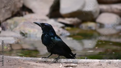 The Hair-crested Drongo or is a bird in Asia from the family Dicruridae which was conspecific with Dicrurus bracteatus or Spangled Drongo in which it can be tricky to differentiate from each other. photo