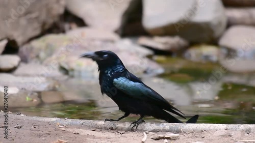 The Hair-crested Drongo or is a bird in Asia from the family Dicruridae which was conspecific with Dicrurus bracteatus or Spangled Drongo in which it can be tricky to differentiate from each other. photo