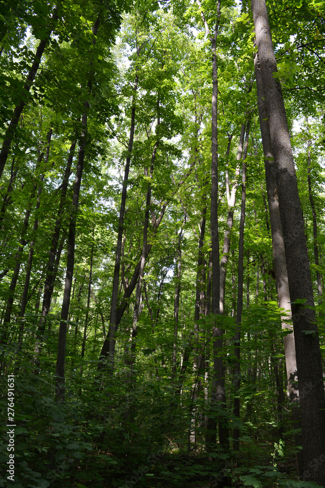 Obraz premium Green forest with tall trees. Summer view.