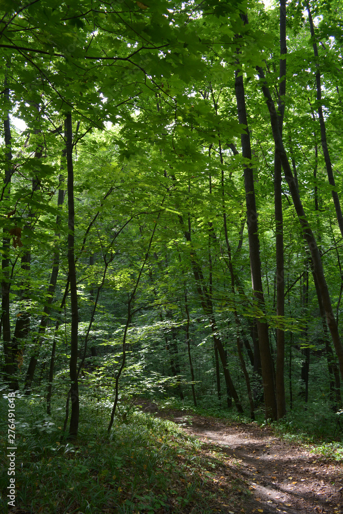 Walking path in lush green forest under the maple trees.