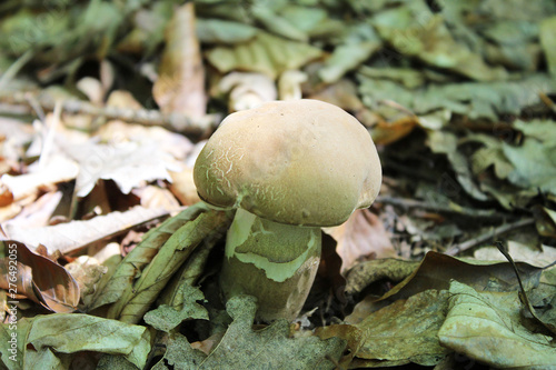 Cuadro en lienzo A little, young Boletus edulis, known as the Cep, Porcino or Penny-bun Bolete ed