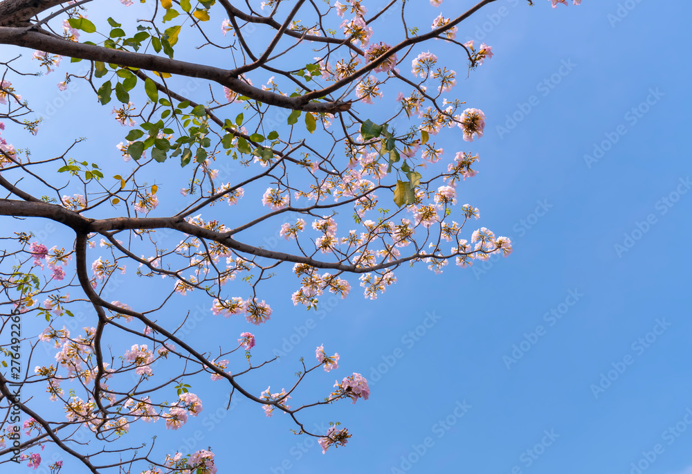 Tabebuia rosea or pink trumpet blooming. This is a blooming flower in March to May every year, like beautiful small pink trumpets adorned with natural colors. Tabebuia rosea or pink trumpet blooming. This is a blooming flower in March to May every year, like beautiful small pink trumpets adorned with natural colors.